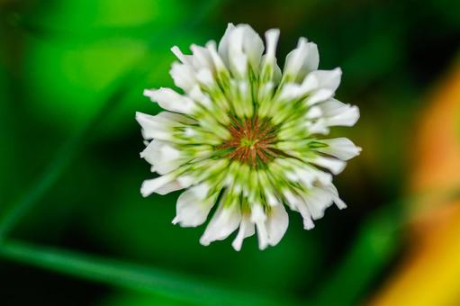 シロツメクサを真上から撮ったの写真
