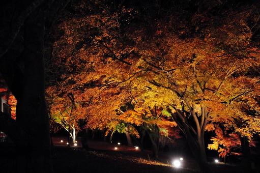 ライトアップ 紅葉 ライトアップ 紅葉 紅葉,秋,木の写真素材