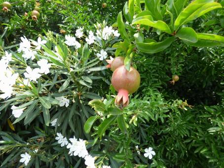 White Oleander 004, JPG