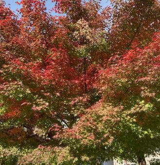 色づく秋の写真