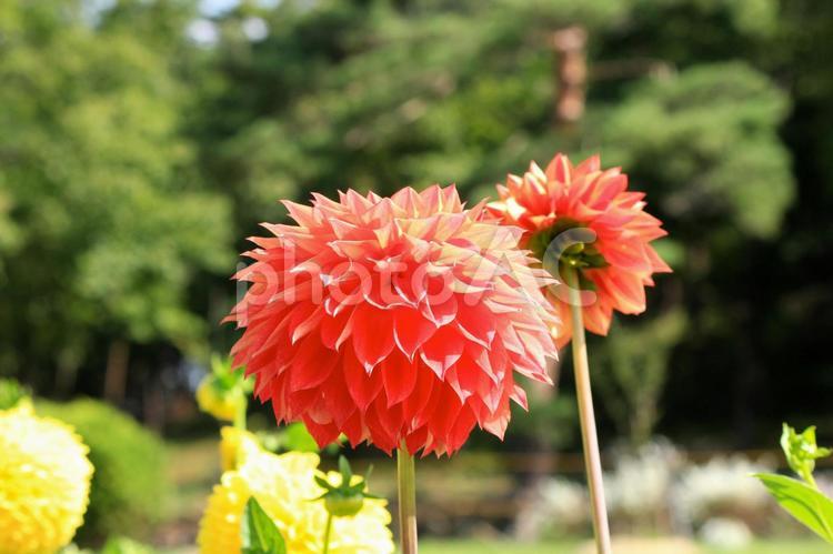 オレンジのダリア(山形県川西町) ダリア,ダリヤ,赤の写真素材