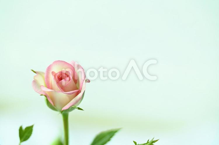 一輪のバラ バラ,薔薇,ミニバラの写真素材