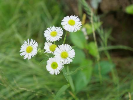 ヒメジョオン 白花 ヒメジョオン 白花の写真