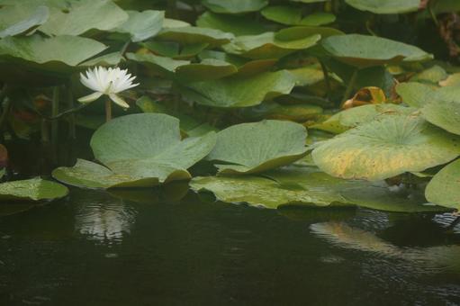 Water Lily, JPG Water Lily, JPG