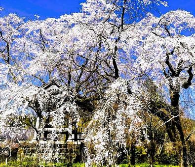 可憐な枝垂れ桜 枝垂れ桜,桜,お花の写真素材