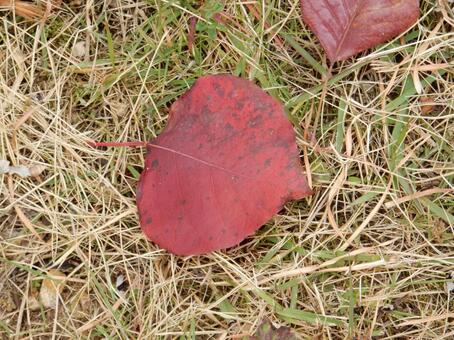 【風景写真】晩秋の風景 落ち葉,植物,季節の写真素材