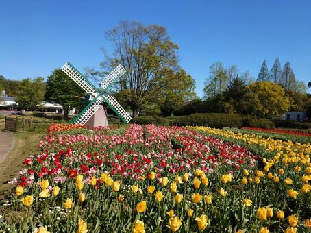 フラワーパーク 花畑,公園,絶景の写真素材