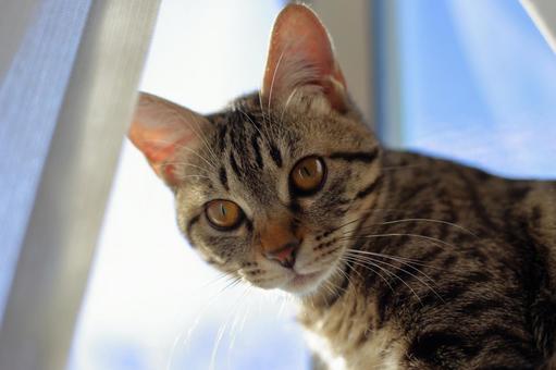 物思いにふける猫 猫,子猫,キジトラの写真素材