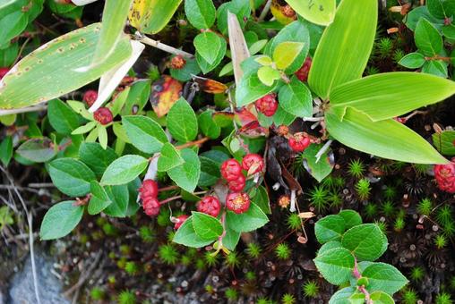 アカモノ（イワハゼ）の実 芳が平にて 群馬県,芳が平,アカモノの写真素材