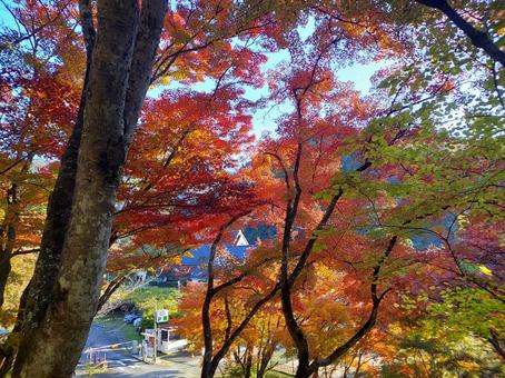 紅葉 自然,風景,秋の写真素材