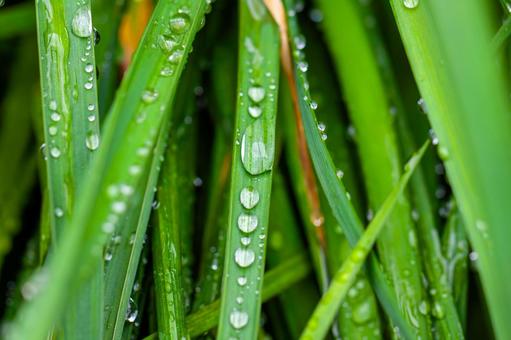 葉っぱの雫 葉っぱの雫 笹,雫,幻想的の写真素材