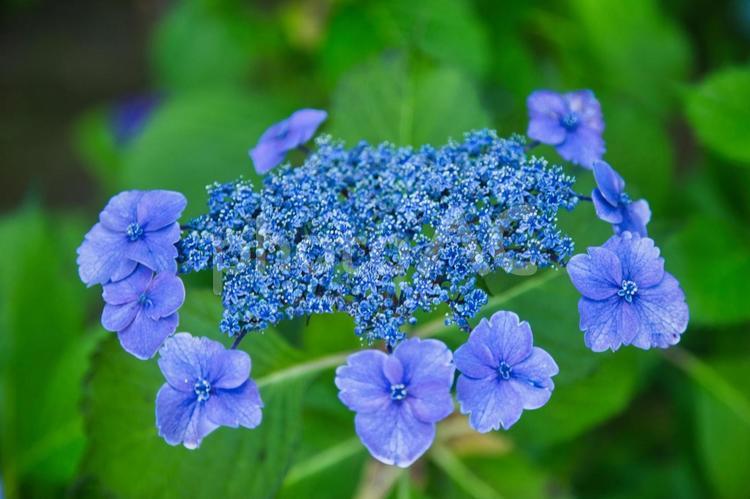 キレイに咲く青いアジサイのアップ 紫陽花,アジサイ,あじさいの写真素材