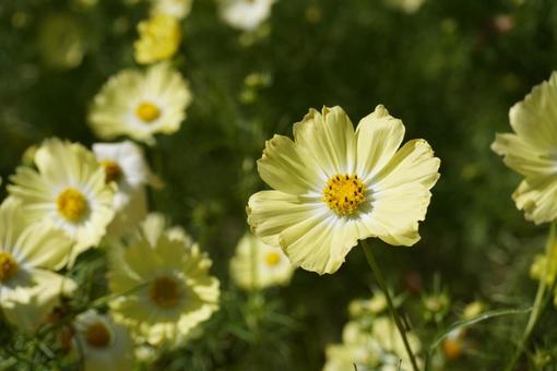 世羅高原 秋 世羅高原 秋の写真