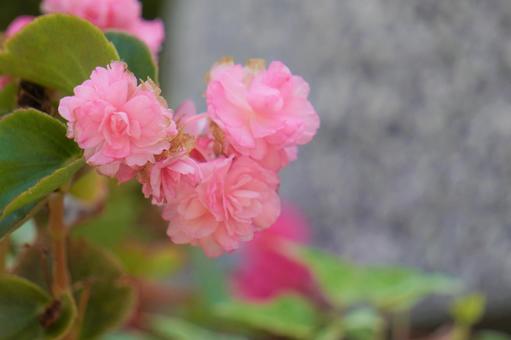 Pink bouquet, flower, bouquet, pink, JPG