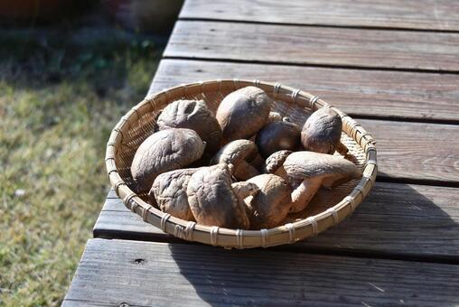 縁側で天日干しされる椎茸 干し椎茸,しいたけ,きのこの写真素材