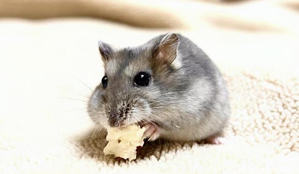 ポップコーンを食べるハムスターの写真素材 ジャンガリアンハムスター,サファイアブルーハムスター,ポップコーンの写真素材