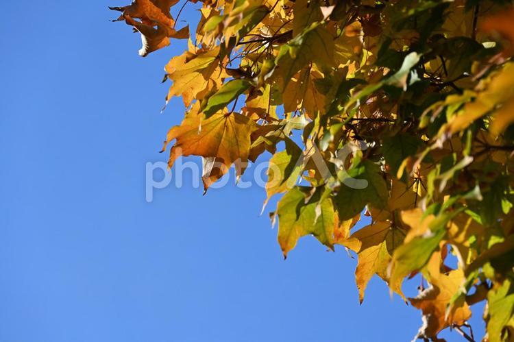 紅葉・秋のイメージ：背景素材テクスチャ 紅葉,秋,秋の風物詩の写真素材