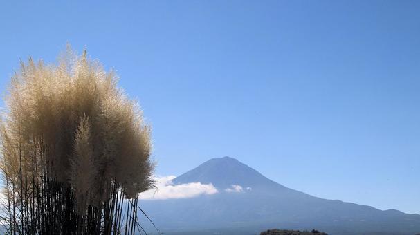 初秋のパンパスグラスと富士山 初秋のパンパスグラスと富士山の写真