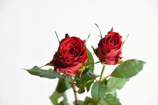 赤い薔薇 赤,ばら,薔薇の写真素材