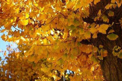 秋の紅葉のイチョウの木8　銀杏素材　風景 イチョウ,紅葉,葉の写真素材