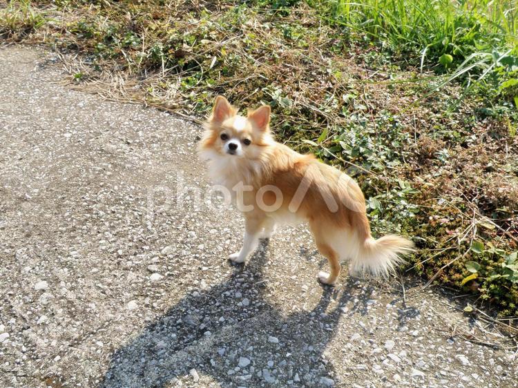 犬と散歩 犬,動物,ペットの写真素材