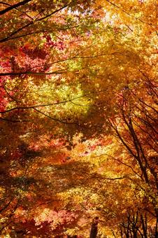 紅葉 紅葉,もみじ,秋の写真素材