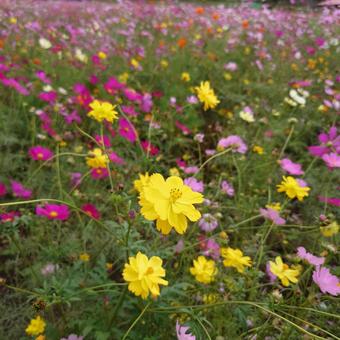 コスモス畑の写真