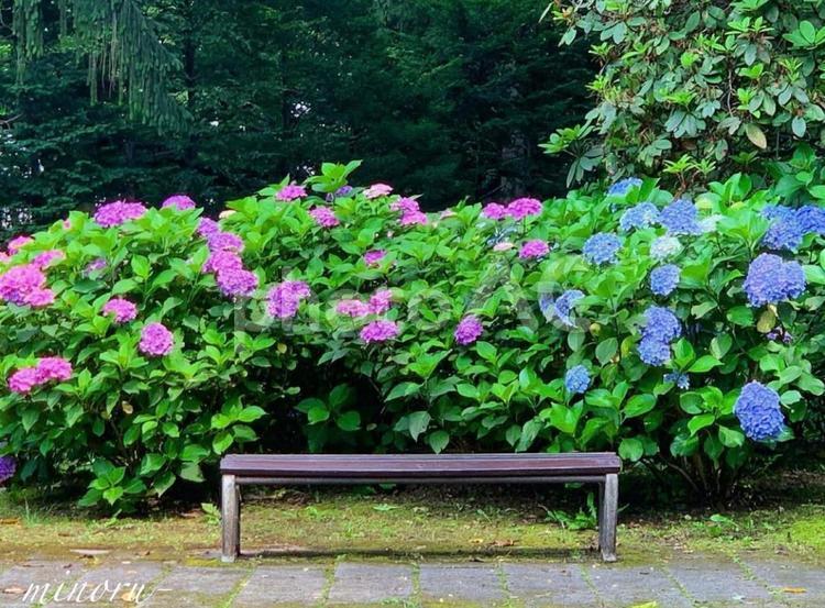 紫陽花の恋模様 紫陽花,アジサイ,梅雨の写真素材