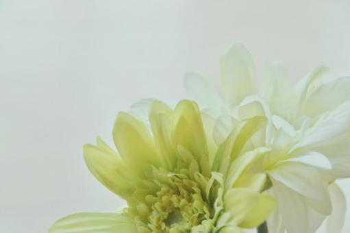 Natural image of white and pale green gerbera, JPG Natural image of white and pale green gerbera, JPG