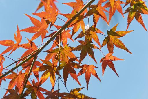秋麗のもみじ 秋麗のもみじの写真