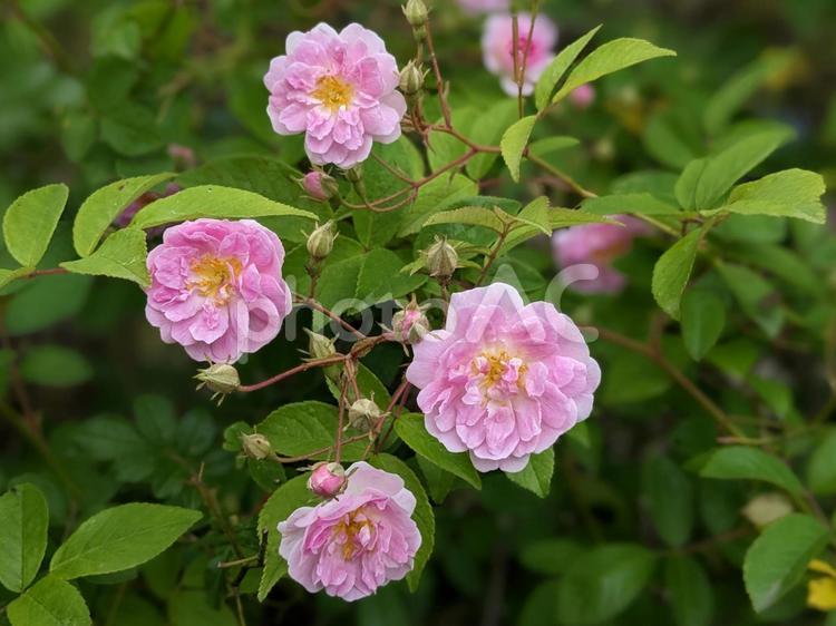 ５月のマイガーデン　バラ 薔薇,ピンク,クローズアップの写真素材