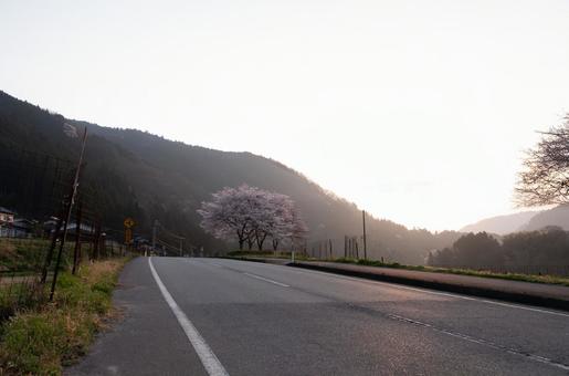 春霞のなか、桜は目覚める 春霞のなか、桜は目覚める 桜,朝,霞みの写真素材