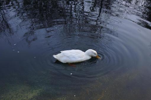 池で泳ぐ1羽のアヒル 池で泳ぐ1羽のアヒルの写真