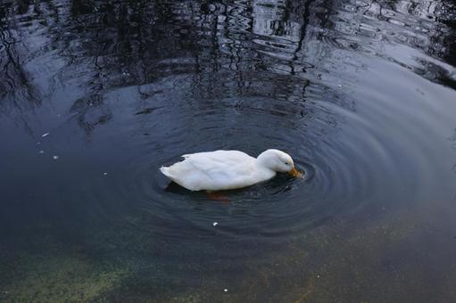 A duck swimming in a pond, JPG