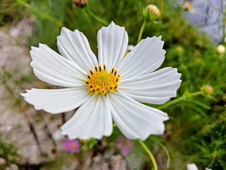 白いコスモス 白いコスモスの写真