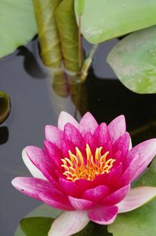スイレンの花 スイレンの花の写真