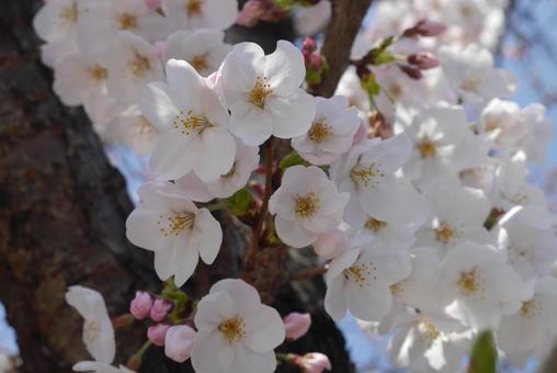 Photo, cerisier, cherry blossoms, sakura, 