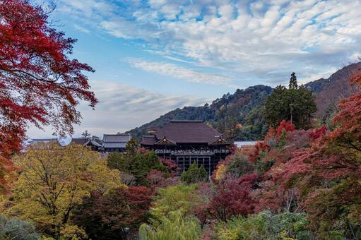 京都　清水寺　紅葉 清水寺,紅葉,清水の舞台の写真素材