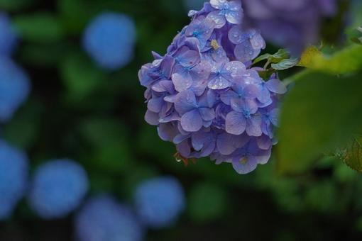 紫陽花 紫陽花の写真