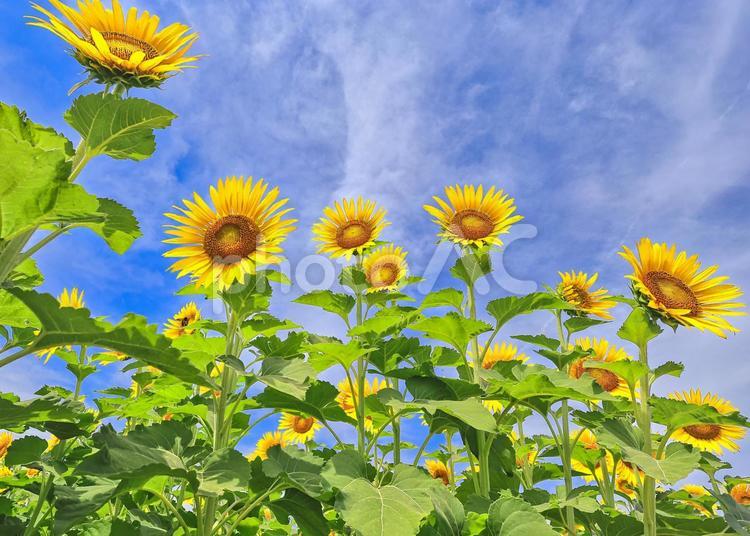 夏空の下のヒマワリ畑 ひまわり,ヒマワリ,向日葵の写真素材