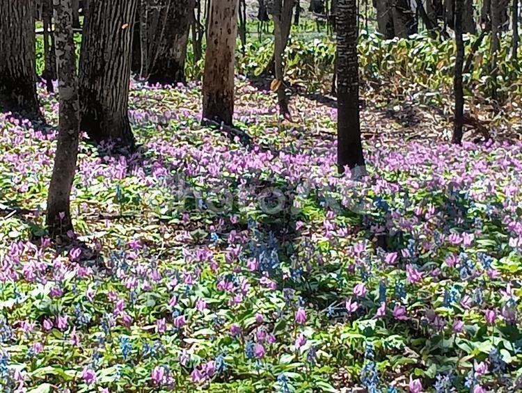 カタクリ　男山自然公園　旭川市　北海道 カタクリ,片栗,花の写真素材