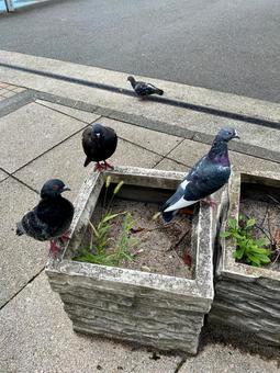 はと はとの写真