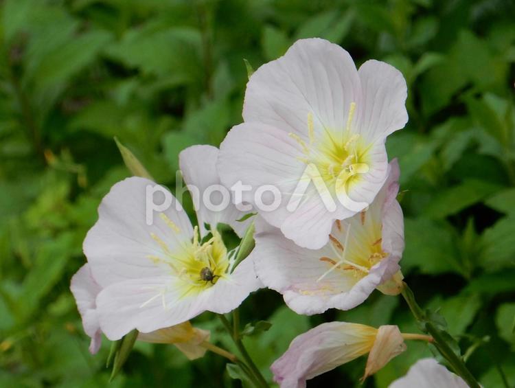【花の写真】ヒルザキツキミソウ ヒルザキツキミソウ,昼咲月見草,ツキミソウの写真素材