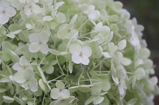 白いあじさいの写真