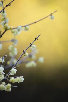 Wintersweet heralds the arrival of spring, JPG