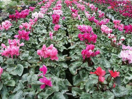 シクラメン　Cyclamen　咲く風景 シクラメン,楽しい,美しいの写真素材