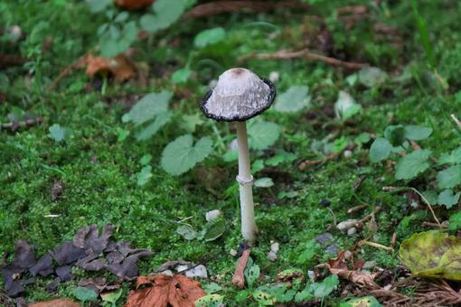 きのこ31 きのこ,ササクレヒトヨタケ,菌類の写真素材