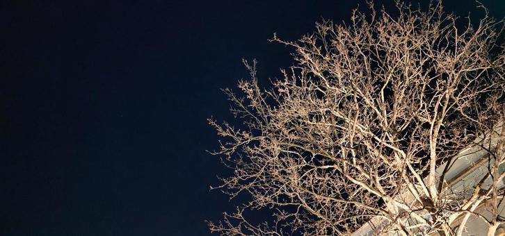 夜の樹 木,樹木,冬枯れの写真素材