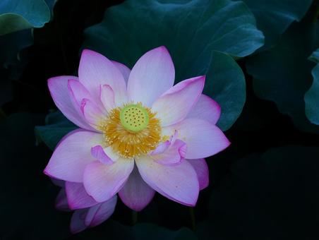 ハスの花【極楽浄土】 ハスの花【極楽浄土】の写真