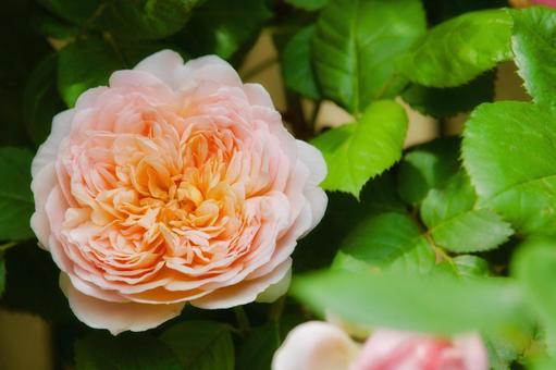 バフ(黄褐色)を帯びたアンズ色の薔薇 バフ(黄褐色)を帯びたアンズ色の薔薇 バラ,ローズ,黄褐色の写真素材